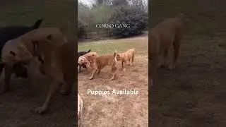 Majestic Cane Corso Adults in Action: Puppies Available in Georgia