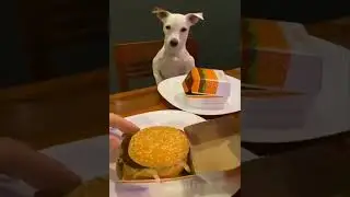 New Funny Videos 2022 😍 Cutest Cats and Dogs 🐱🐶 Part11
