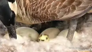 RRP Decorah Goose Cam ~ First peek at a Hatchling! April24, 2023