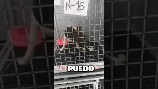 No puedo caminar! | Cl&iacute;nica Veterinaria la Vet Oriente