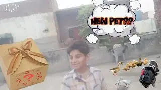 New surprise pet in mini 🐘🐼🐯#walli #zulnoon #petvlogpakistan @numanspet