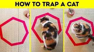 Hilarious Photos Examples Of Cat Logic
