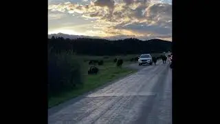 Bison Attack a CAR *** Wildlife Experience #BisonAttack #Bison #SoClose