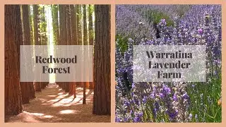 Redwood Forest and Warratina Lavender Farm ⎮ January 2021