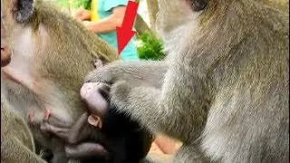 (V76) Million Pity! Maddix Cry Loudly, Dolley Grab Hair Baby Monkey Maddix.