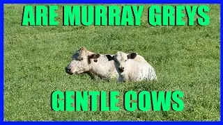 Are Murray Greys Gentle Cows?