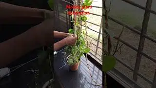 Unique Ideas to Support Money plant/Pothos plant. #shorts​ #moneyplant​ #pothos​ #gardening​ #decor​