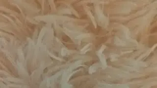 Playing game on live