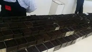 tea grading with Tea Tang taster