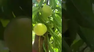 Descuate de durazno