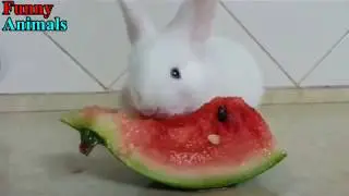 Funny Baby Bunny Rabbit Videos Compilation   Cute Rabbits   2018