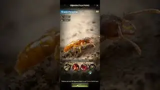 The ants: Underground Kingdom hatching 107 golden eggs