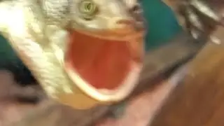 SNAKE NECKED TURTLE ( EAT FEET )