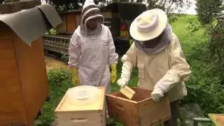 2017 FlowHive Bee Journal  - 06 Aug - New Queen