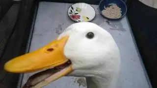 Pet Duck is put in timeout! Likes to bite the hand that feeds him!!!