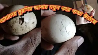 আমাদের মুরগির আবার নতুন করে বাচ্চা উঠেছে 😍