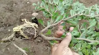 Terminalia Mantaly 🌲 Air Layering Method Propagation , Branch Cutting Method ( Used Cocopeat+Clay )