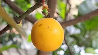 Bacupari Mirim Lotado de Brota&ccedil;&atilde;o, Colheita e Degusta&ccedil;&atilde;o