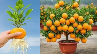 Great Technique Propagate Orange Tree From Orange Fruit With Coca Cola./ how to