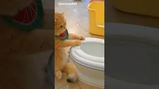 Genius Cat #youtubeshorts #shorts #short #shortvideo #youtube #ytshorts #trending #viral @PetZoo840