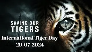 International Tiger Day 2024 | #internationaltigerday  #tigerconservation