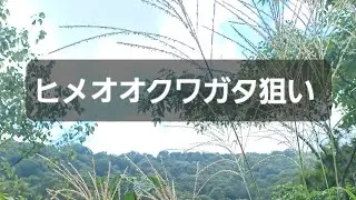 ヒメオオ求めて柳のルッキング