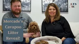 Mercade's Cavapoo Litter Reveal!