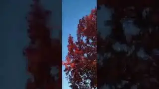 clean up the beauty of Maple leaves