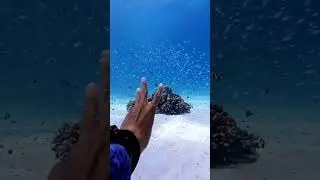#Underwater🐠#Fish #MarineLife #Ocean #Explore #Adventure #ScubaDiving #Wanderlust #AquaticWorld