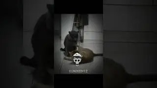 CATS UNO REVERSE..💀🗿#cat #trollfaceedit