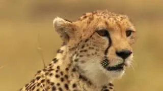 This is how the big cats hunt #TheBigFish