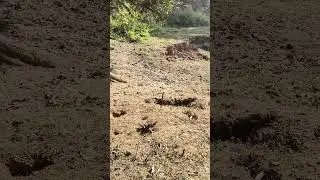 #comedy #funny  sarp hai