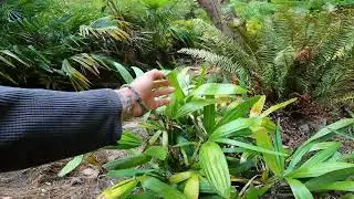 The most cold tolerant palm tree on earth!