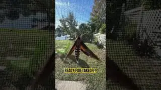 SPHINX MOTH TAKES TO FLIGHT! #shorts