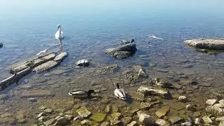 Quibbling Duck