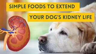 7 foods to slow&nbsp;kidney disease in dogs&nbsp;- essential&nbsp;kidney&nbsp;super boost foods