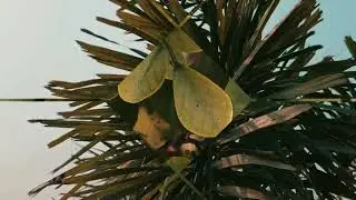 New trend video transitions #capcutedit #transition #cinematic #flowers #nature #youtubeshorts 
