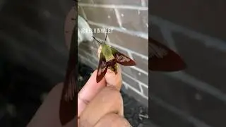 Hummingbird Clearwing Moth Handling!