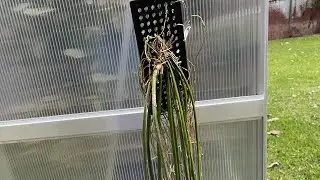Unboxing Trichocentrum Stacyi from BL orchids.