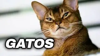 Gatos: Navegando el Mundo Urbano con Gracia Felina - Documental