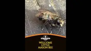 Welcome little mason bee