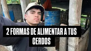 &iquest;C&oacute;mo alimentar cerdos de engorde?