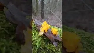Зимние Грибы ..Живое Само 😉Растущее  ЖЕЛЕ 😍🌲 #shorts