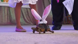 Animals in masquerade at Fantasy Fest in Key West