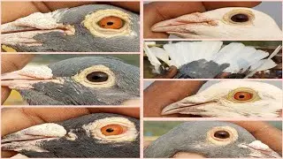 # BILLU USTAD PARTY SE MONU K MADRASI KABUTAR#pigeon#bird dubaazo ka pure collection#ANILCHAUHAN