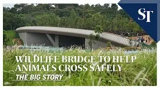 Mandai Wildlife Bridge unveiled to reduce roadkill | THE BIG STORY | The Straits Times