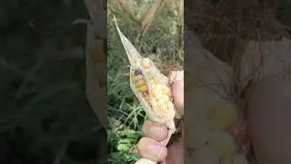 Corn Fields-visit to a nearby Home-Heart warming place-Greenry-Desi Lifestyle-
