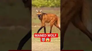 Maned Wolf 🐺😱 #manedwolf #wildlife #wildanimals #wolfhowling #shorts