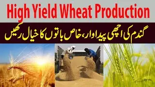 High Yield Wheat | Wheat Production in Pakistan ||