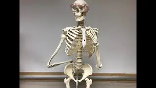 CCC Online Biology Lab - Bones of the Articulated Skeleton Model